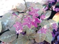 צמח השוקולד - עליו בצבע ברונזה ודוגמה אפורה, פרחים-כוכבים סגולים. מזריע את עצמו בשפע, נעלם בחורף. Pseuderanthemum alatum.