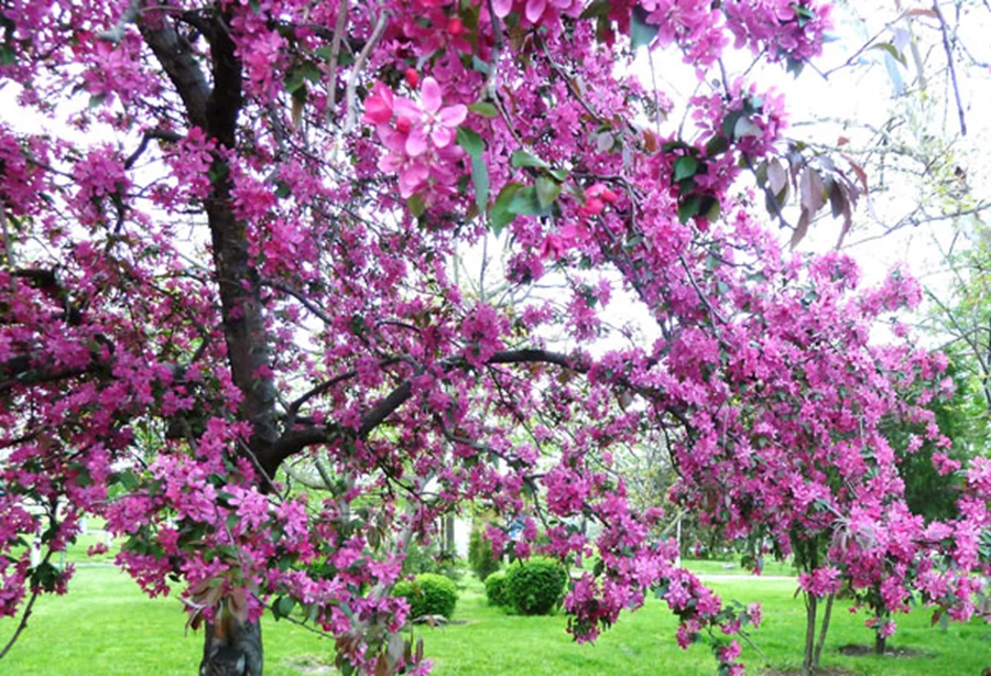 פריחה אביבית של עץ תפוח Malus Lemoinei