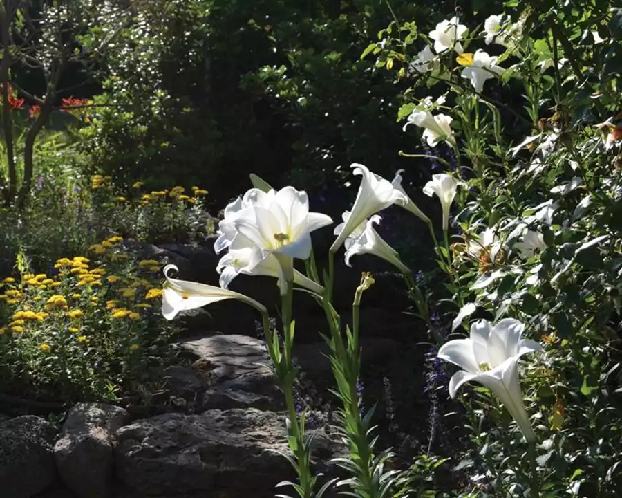 שושן צחור (הפסחא) עם גביעים גבוהים במיוחד, נושא עליו מספר פרחים ריחניים ומרשימים במראה, Lilium longiflorum. 